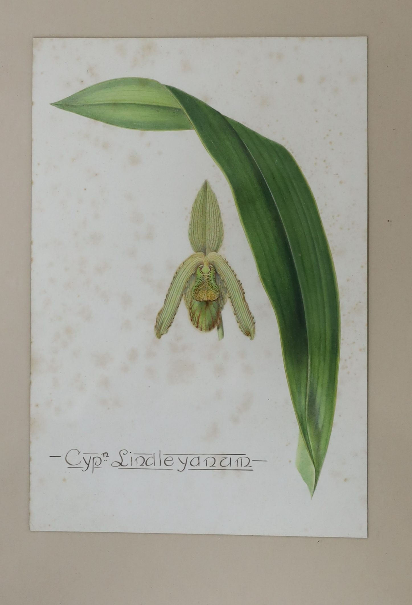English School c.1900, set of four watercolours, Named studies of orchids, 26 x 18cm